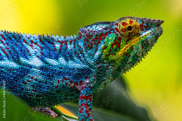 Fototapeta very colourful close up chameleon macro