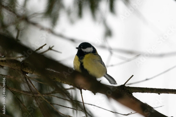 Fototapeta bird on a branch