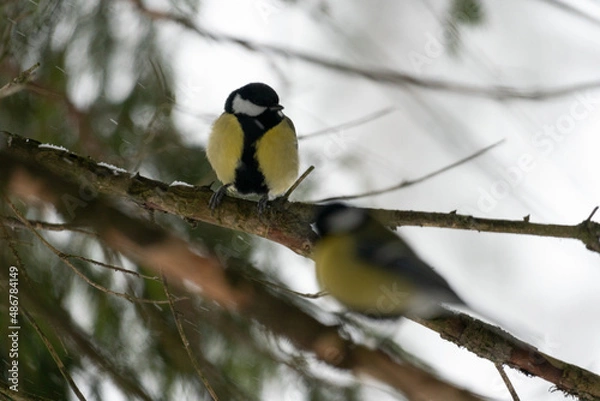 Fototapeta bird on a branch