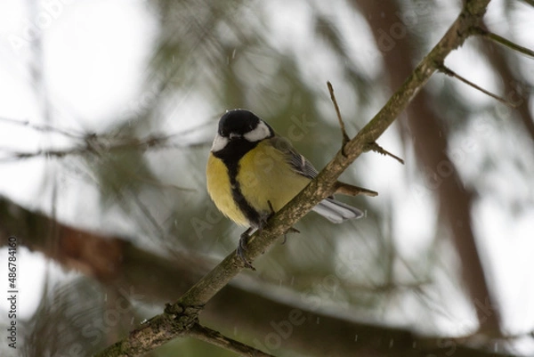 Fototapeta bird on a branch