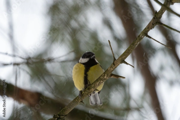 Fototapeta bird on a branch
