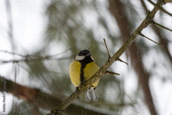 Fototapeta bird on a branch