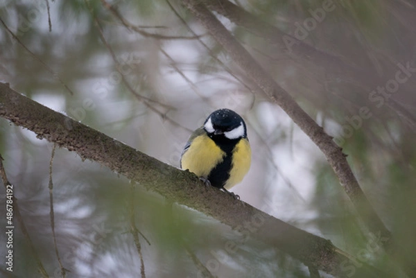 Fototapeta bird on a branch