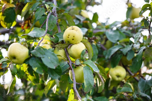 Fototapeta Apples on a branch