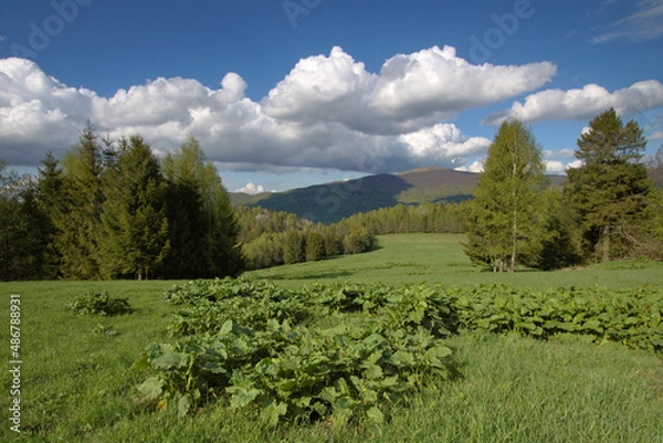 Fototapeta Spring in the Bieszczady Mountains, Smerek, Poland