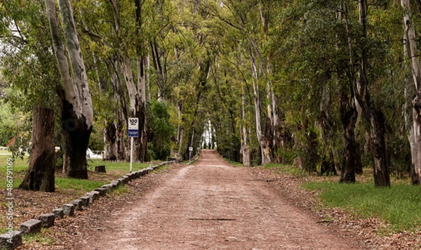 Obraz path in the forest