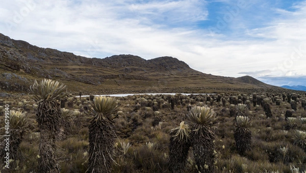 Fototapeta capitanejo