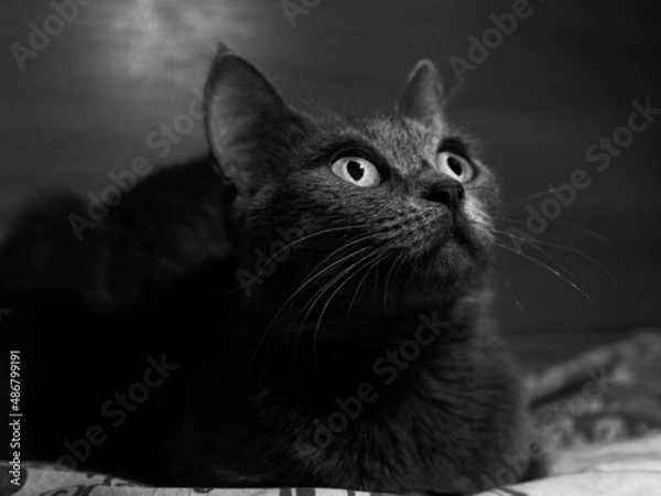 Obraz curious big english cat looking at something. bw
