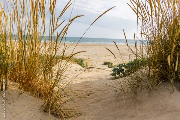 Obraz grass on the beach