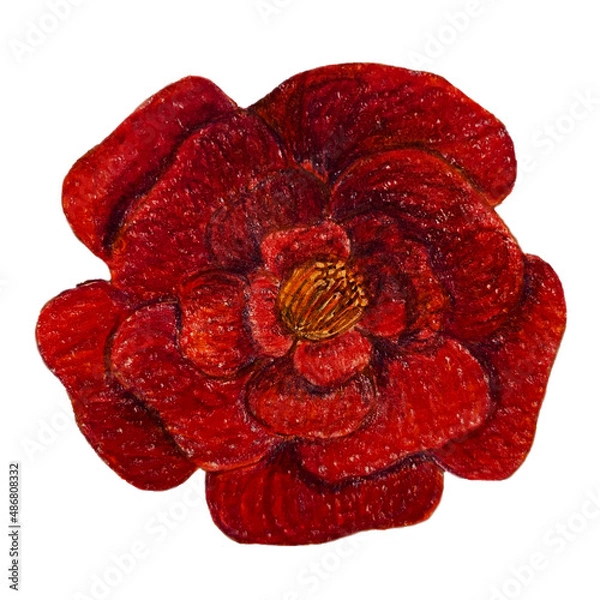 Obraz 色鉛筆で描いた椿