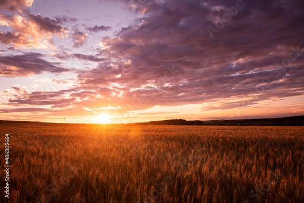 Obraz sunset over the field