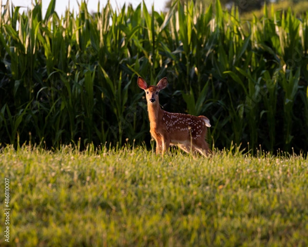 Obraz deer in the grass