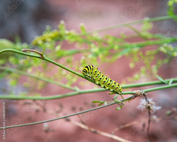 Obraz caterpillar on a branch