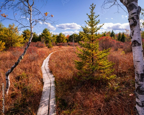 Obraz path in the autumn