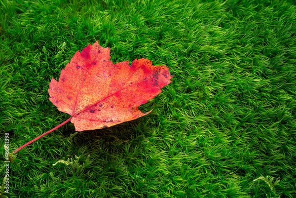 Obraz red maple leaf