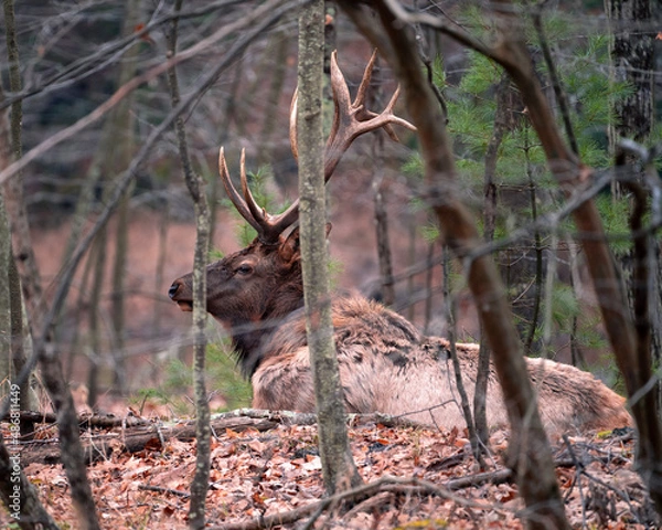 Obraz elk in the woods