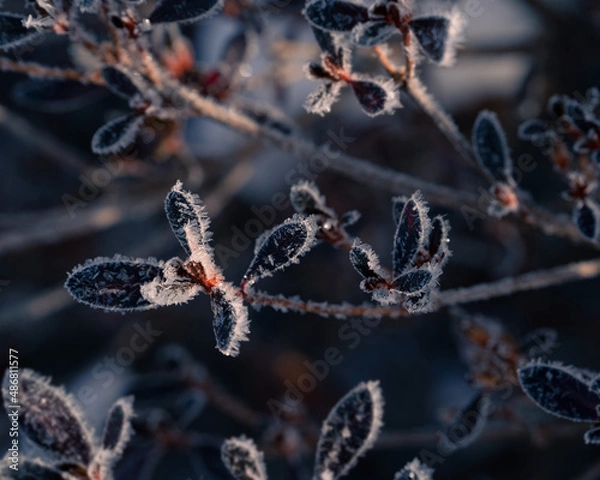 Obraz frost on a leaf