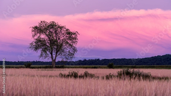 Obraz field at sunset