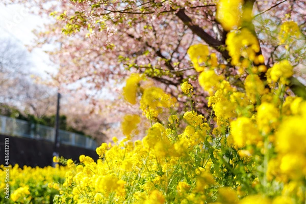 Obraz 河津桜と菜の花