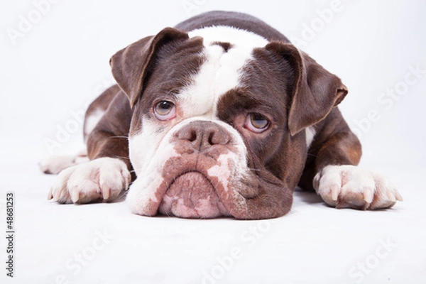 Fototapeta Typisch Bulldogge