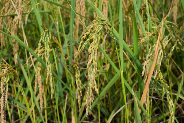 Fototapeta Close-up of ripe rice hanging on tree.