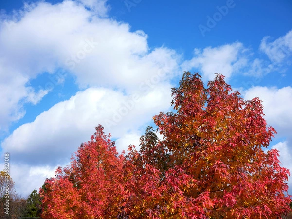 Fototapeta モミジバフウ