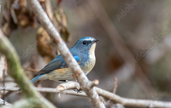 Obraz 青い鳥　ルリビタキ