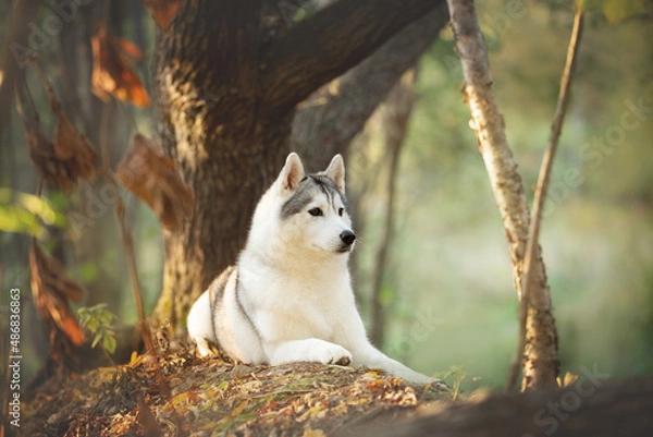 Obraz Siberian Husky dog lying oin the bright autumn forest