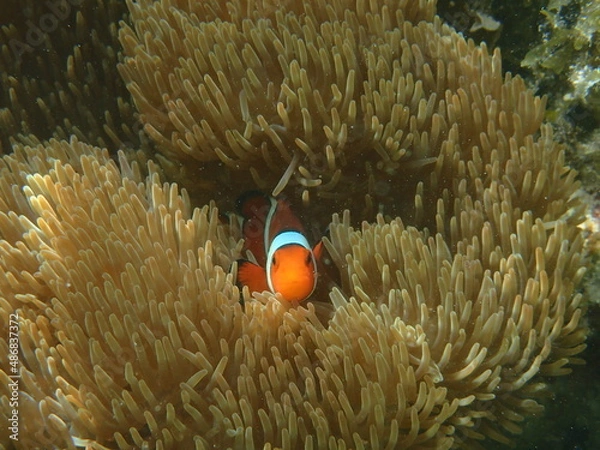 Fototapeta 南国の海　カクレクマノミ