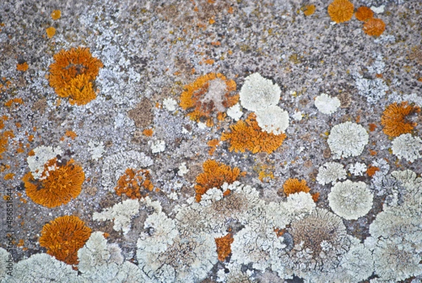 Fototapeta multicolored lichen
