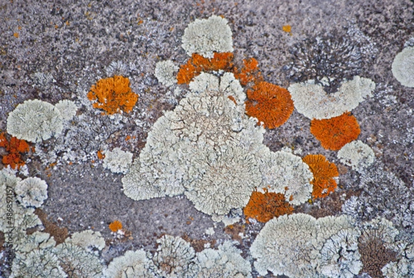 Fototapeta multicolored lichen