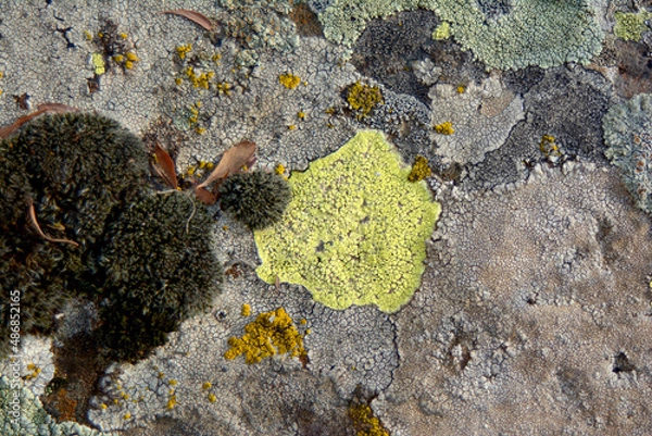 Fototapeta multicolored lichen