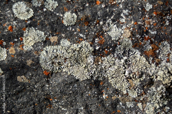 Obraz multicolored lichen