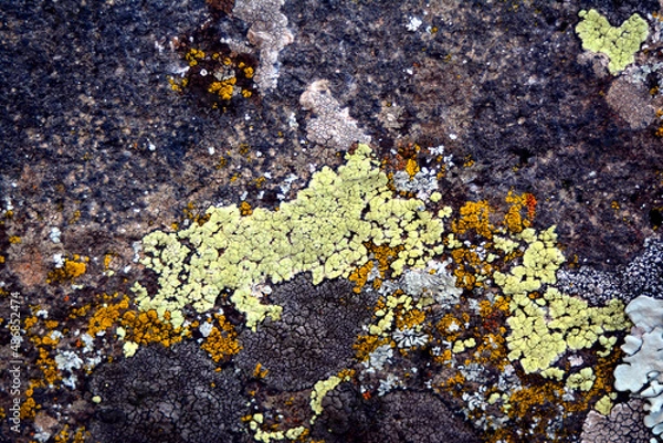 Fototapeta multicolored lichen