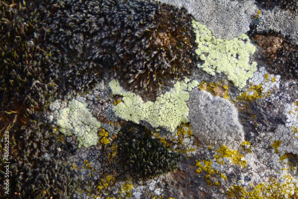 Fototapeta multicolored lichen