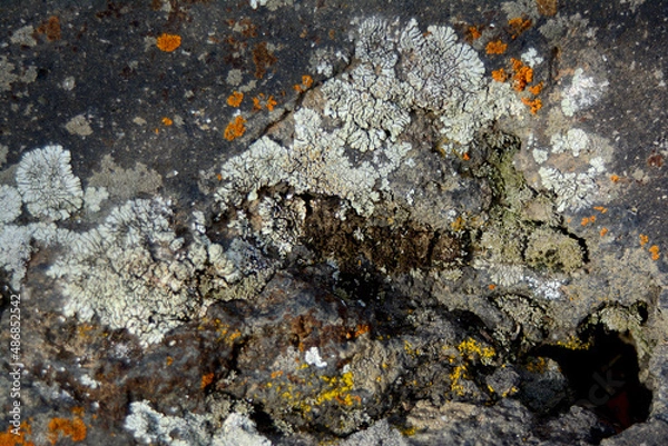 Fototapeta multicolored lichen