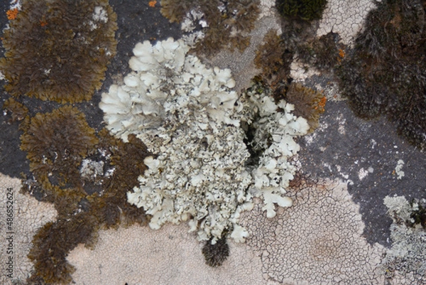 Fototapeta multicolored lichen