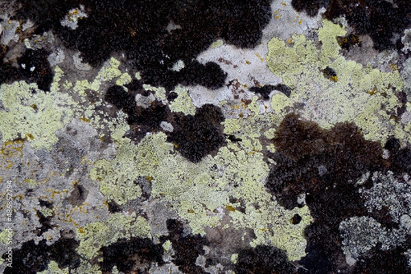 Fototapeta multicolored lichen has created beautiful images on a flat stone that can be a great backdrop for design