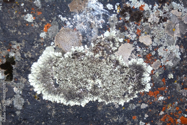 Fototapeta multicolored lichen