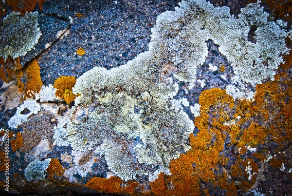 Fototapeta multicolored lichen