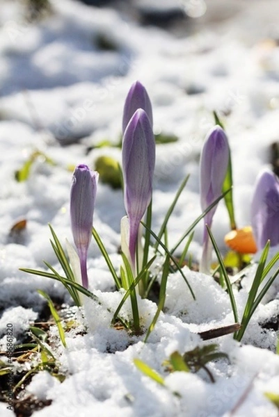 Obraz Crocus in the snow spring