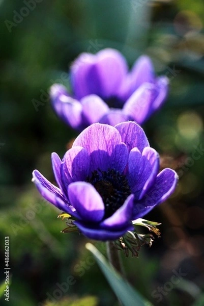 Obraz Blue flowers in spring