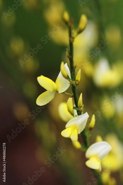 Obraz Yellow spring flowers