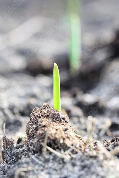 Obraz Fresh green seedling in the spring in the garden