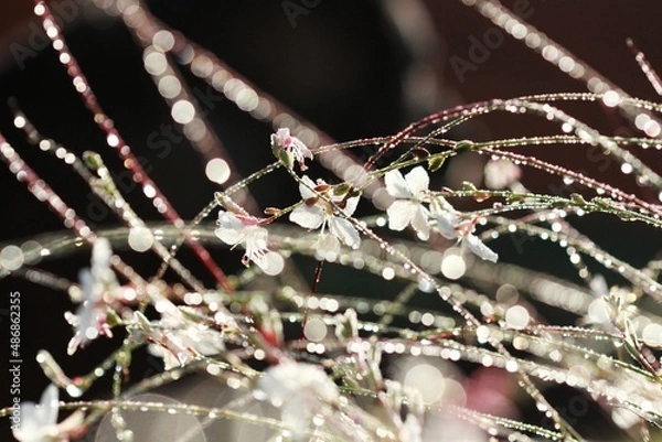 Fototapeta White flower details with water drops