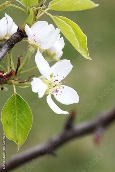 Obraz Spring apple blossom