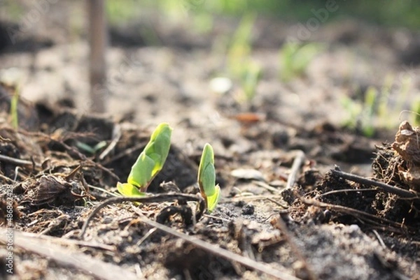Obraz Green spruce in the spring garden