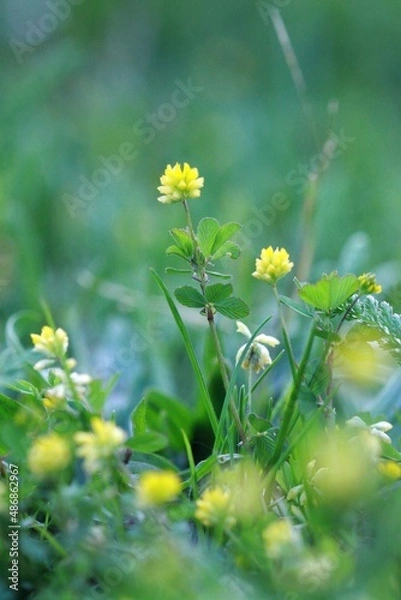 Obraz Spring meadow flowers