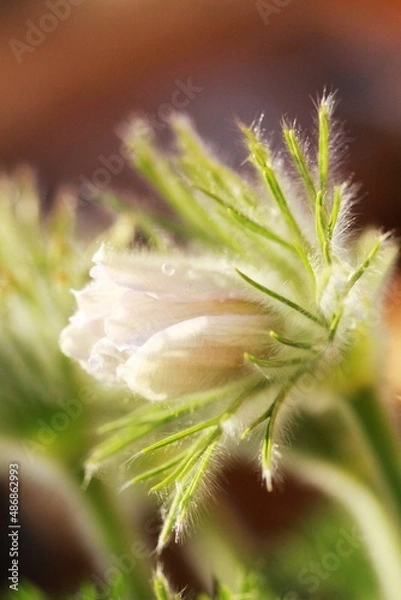 Obraz Pink spring flower