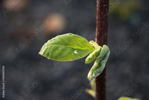 Obraz Green leaves in the spring